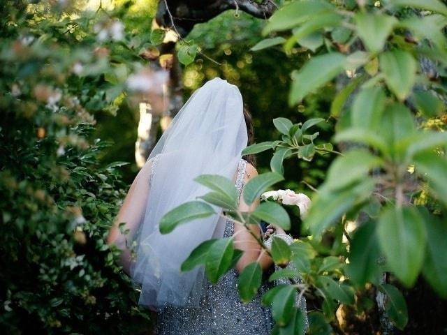 Leafhopper Weddings