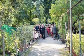 Leafhopper Weddings