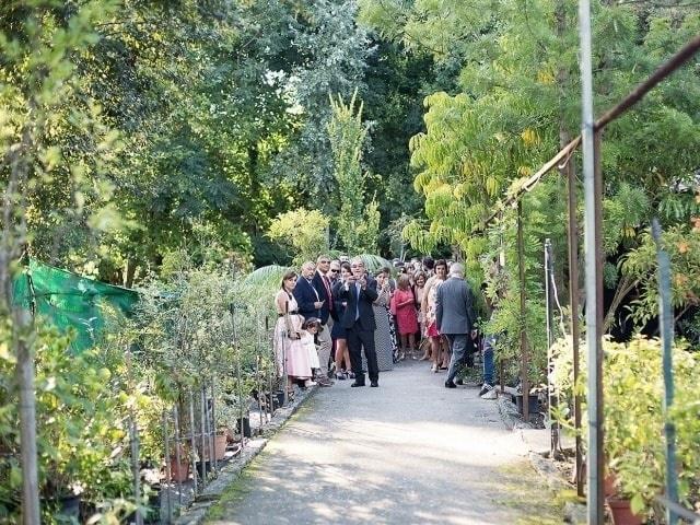 Leafhopper Weddings