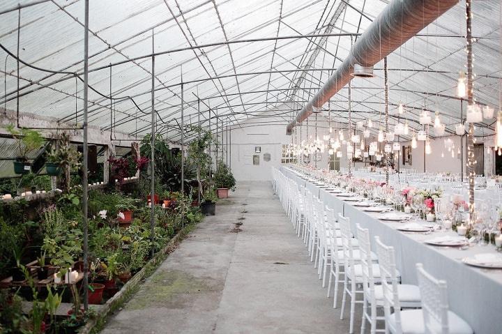 Leafhopper Weddings