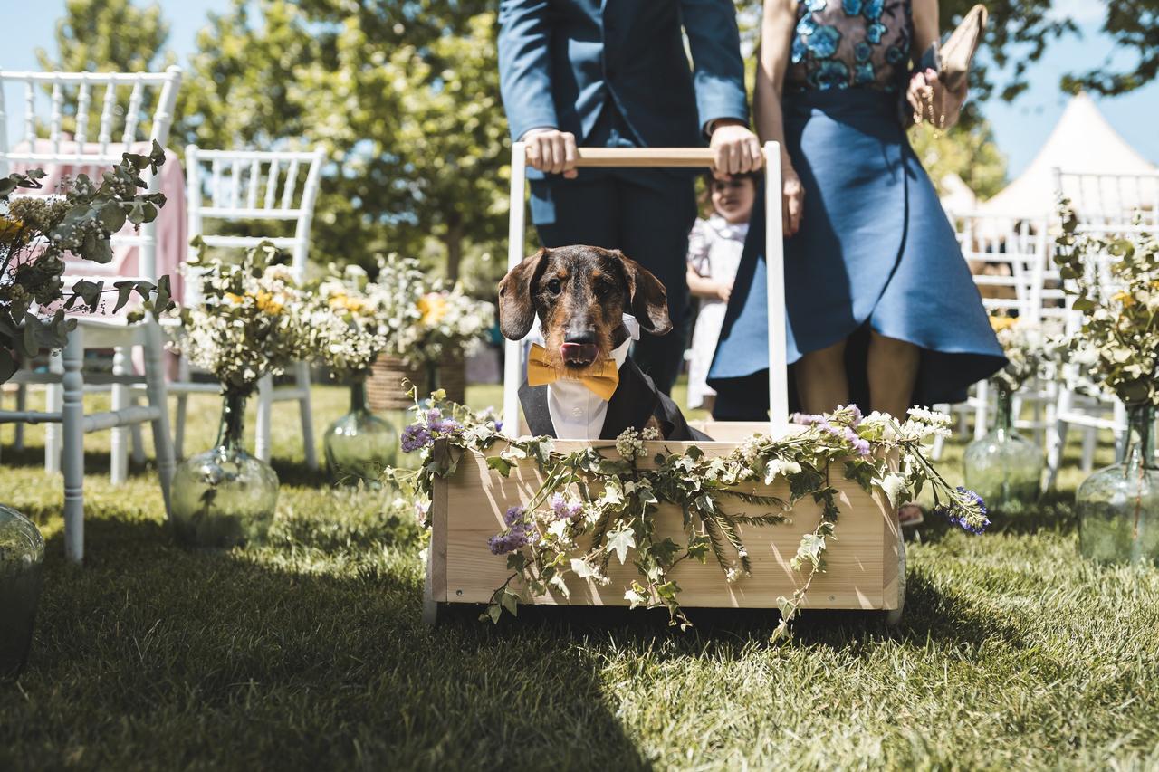 Perros bodas: chica con traje empuja un carrito con un perro con pajarita amarilla