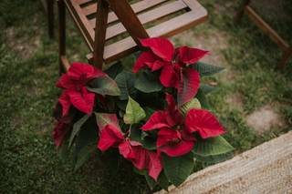 Decoración boda Navidad: plantas de Pascua delimitando el pasillo hasta el altar