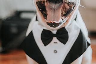 Perros boda: primer plano de un traje perro boda