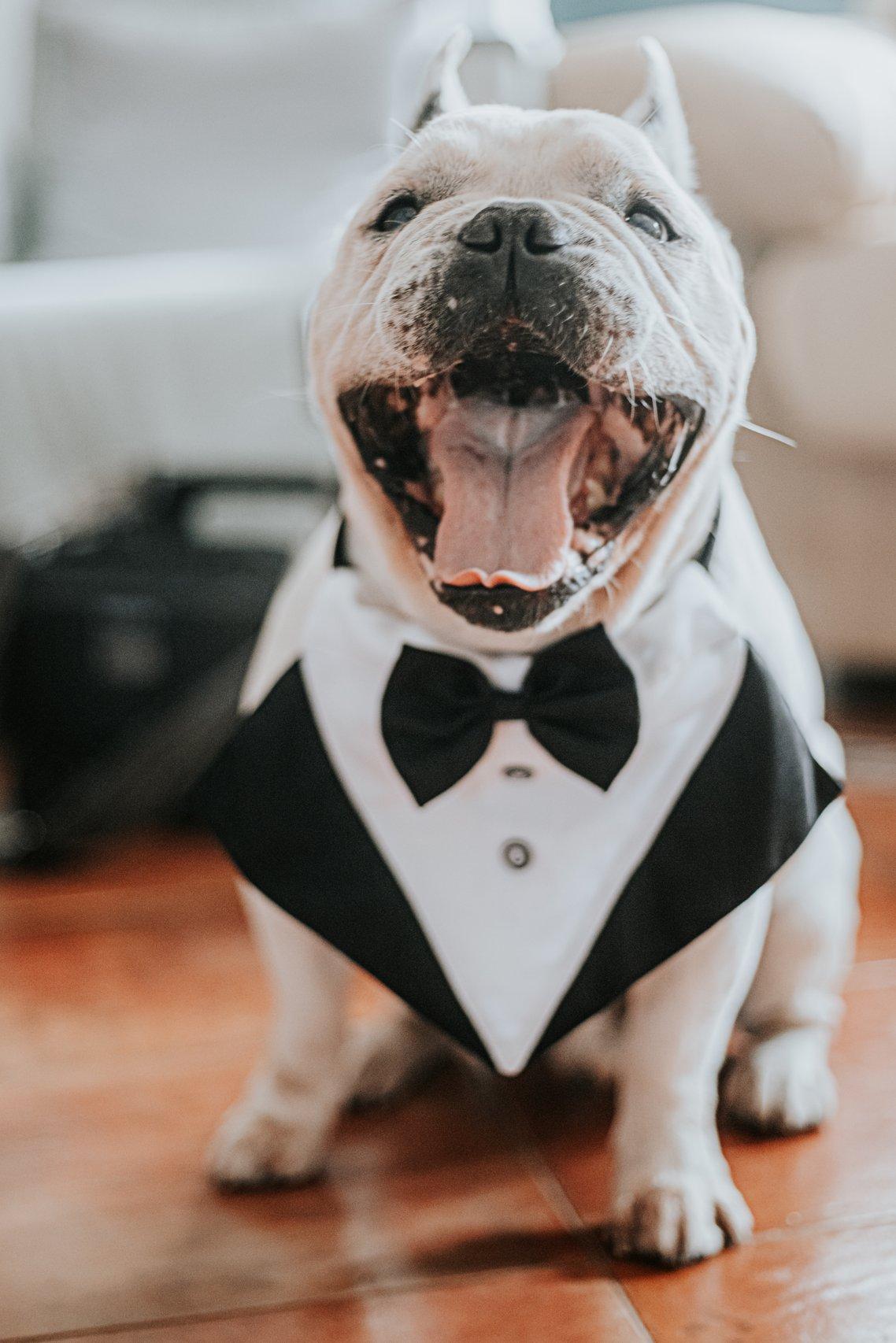 Perros boda: primer plano de un traje perro boda