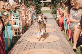 Perros bodas: perros haciendo su entrada a la ceremonia por el pasillo nupcial