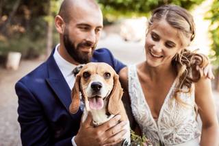 Perros bodas: pareja de recién casados mira sonriente a su beagle