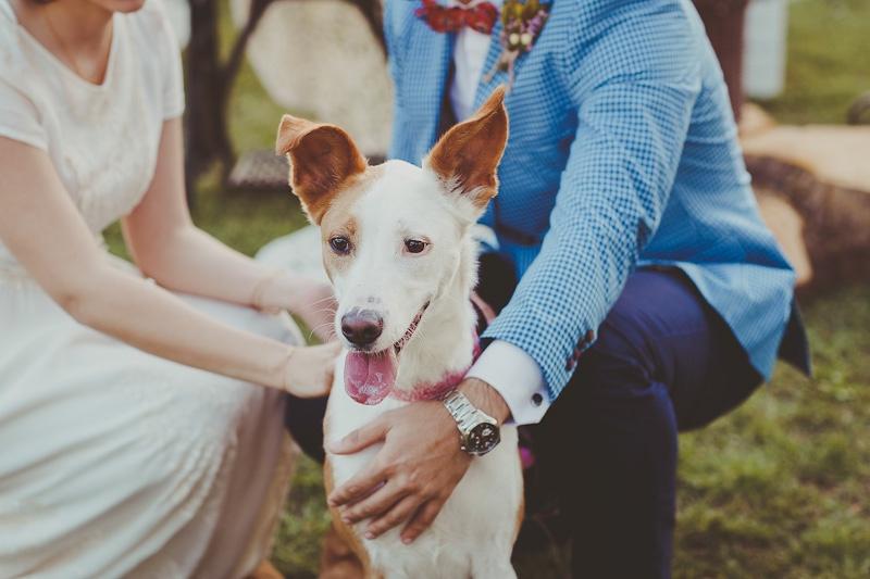 Perros bodas: recién casados agachados acarician a su perro