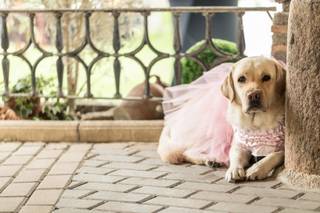 Perros en bodas: perra estirada con un precioso tutú de color rosa