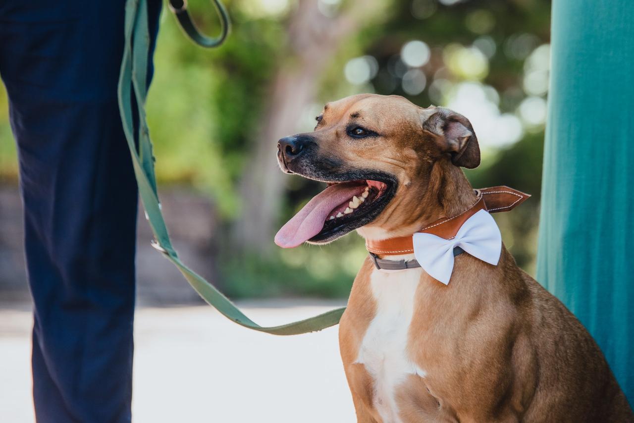 Perros bodas: perro sujeto por el collar, con pajarita