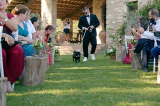 Perros boda: perro hace su entrada en la ceremonia de boda a cargo de un cuidador o pet sitter