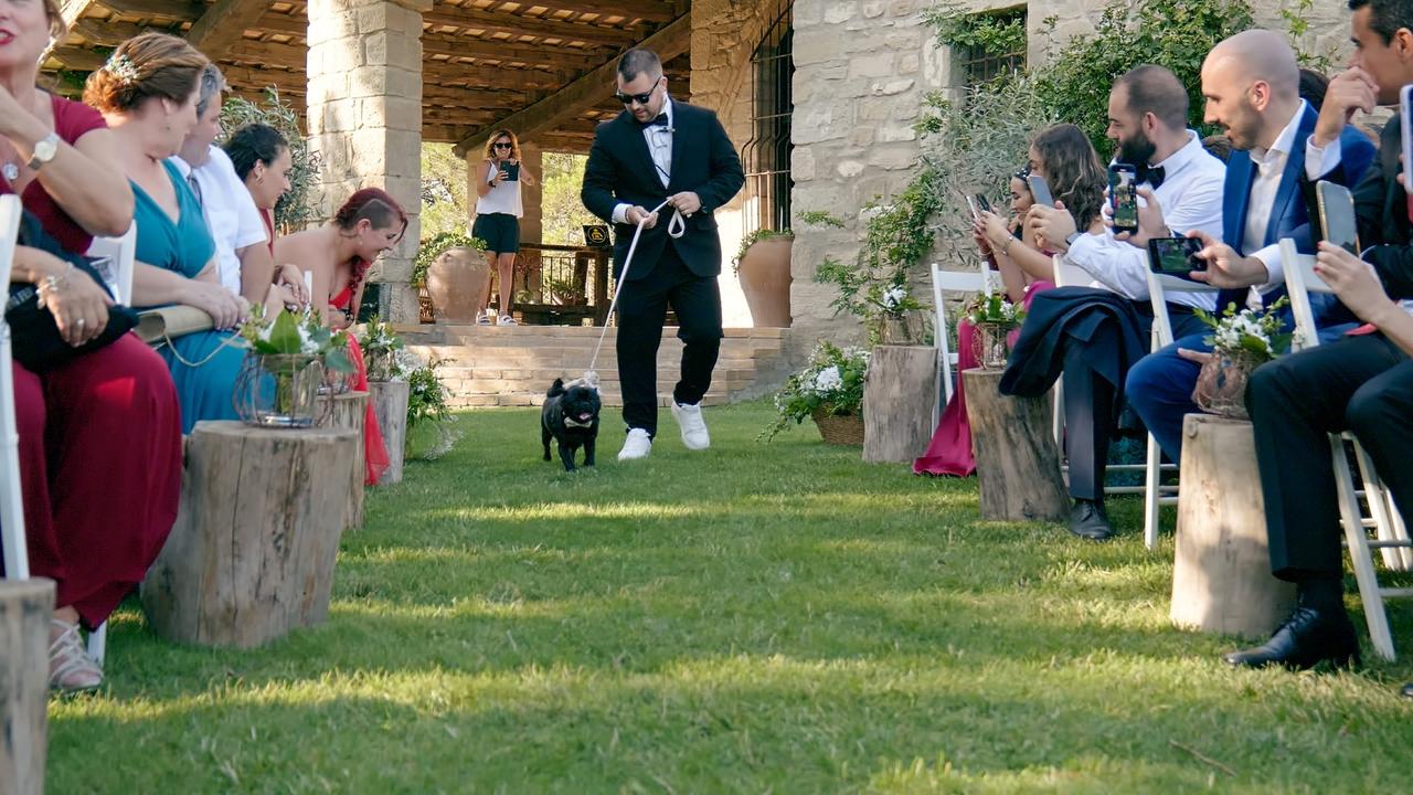 Perros boda: perro hace su entrada en la ceremonia de boda a cargo de un cuidador o pet sitter