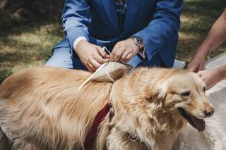 Perros bodas: perro con una correa roja y un cojín porta alianzas en el lomo mientras un chico lo coge