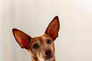 Perros en bodas: perro con cartel al cuello