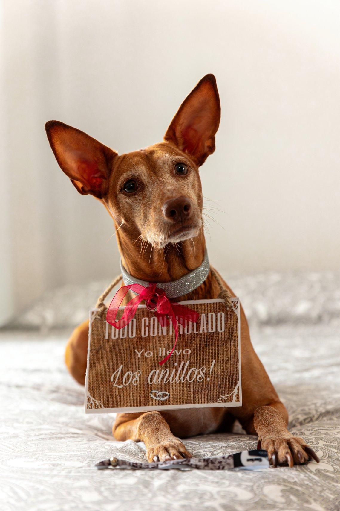 Perros en bodas: perro con cartel al cuello