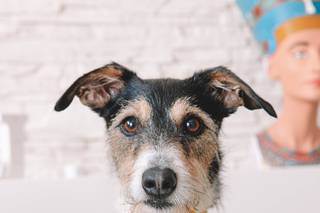 Perros en bodas: primer plano de Jack Russell con pajarita amarilla al cuello