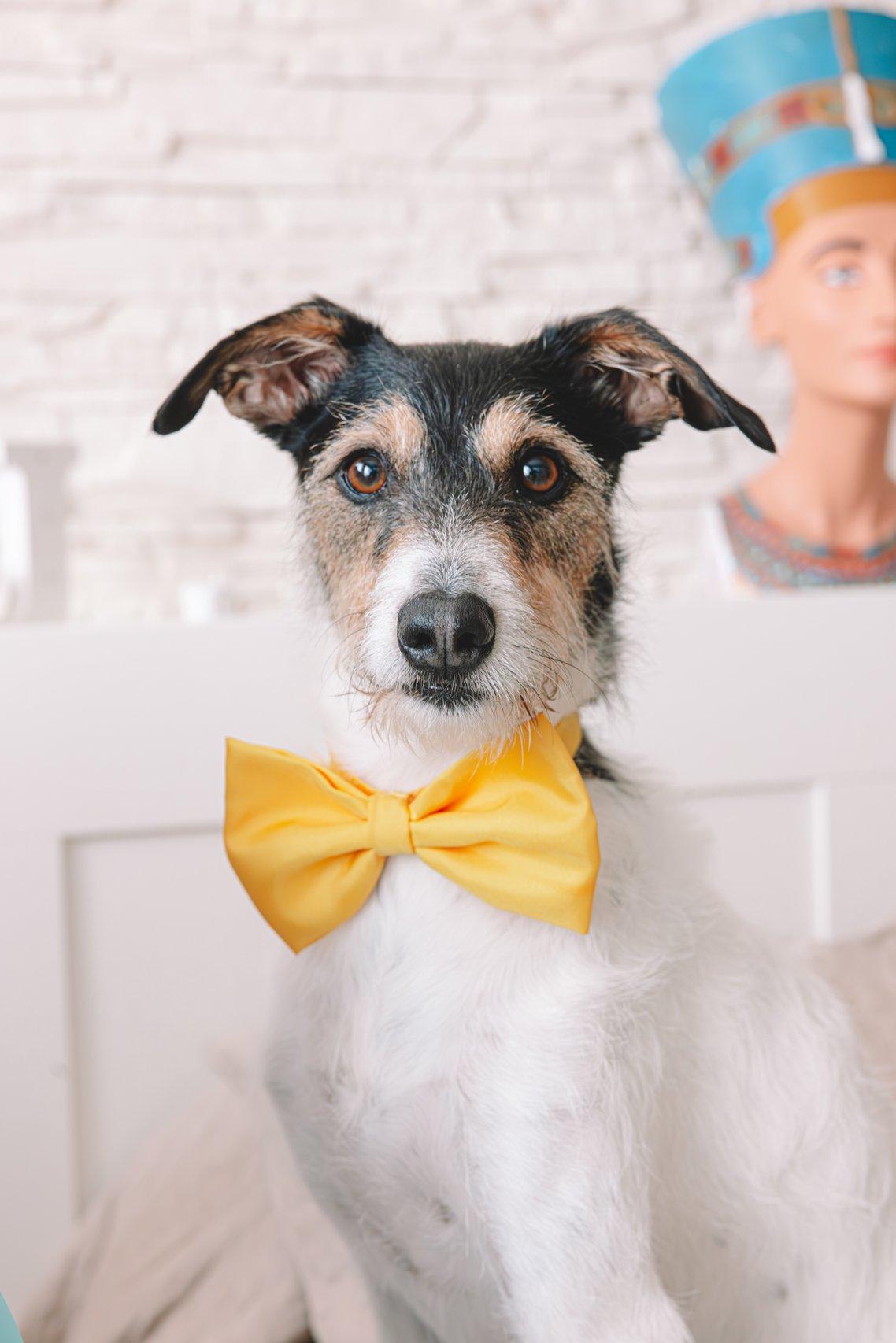 Perros en bodas: primer plano de Jack Russell con pajarita amarilla al cuello