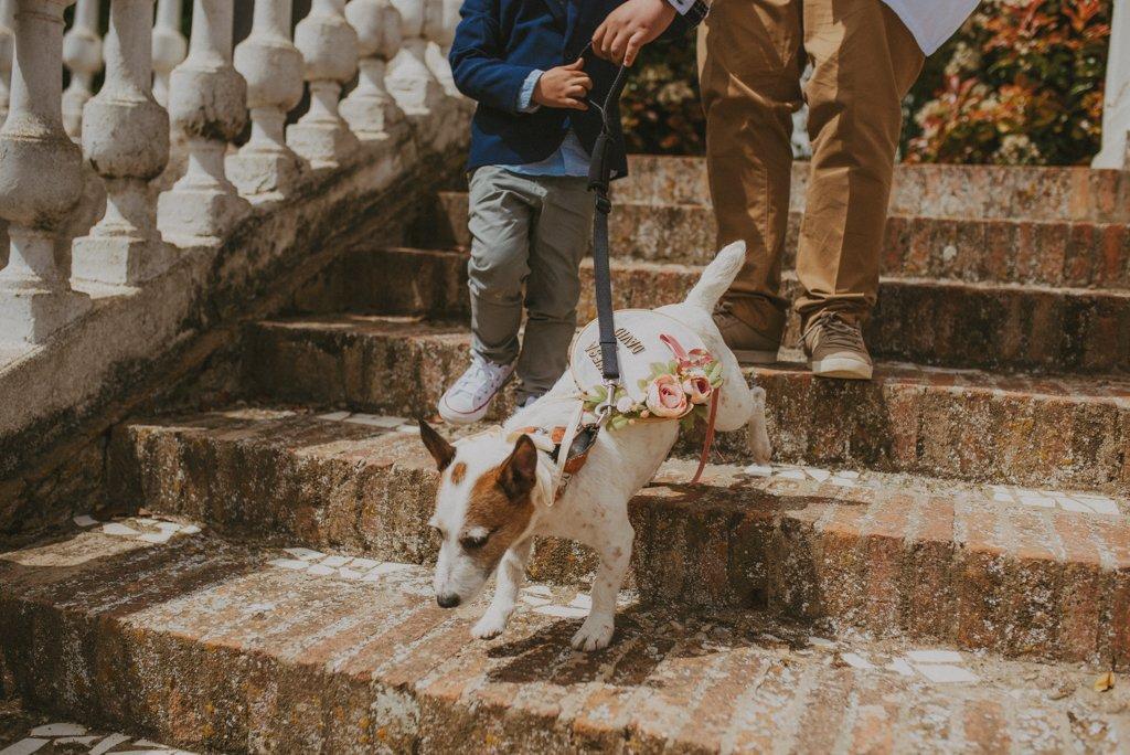 Perros en bodas: Jack Russell baja unas escaleras mientras un cuidador o pet sitter lo sujeta por la correa