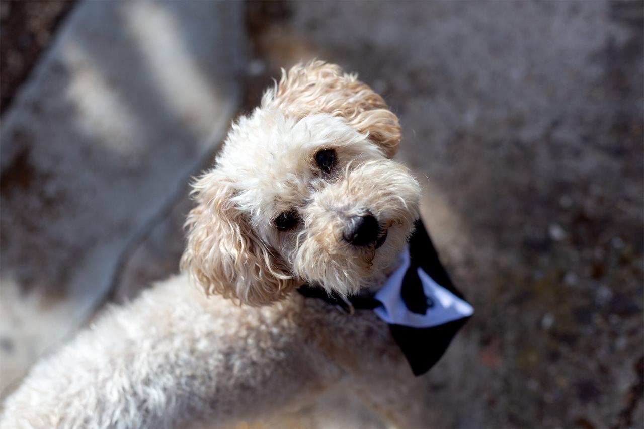 Perros bodas: primer plano de un perro con chaleco