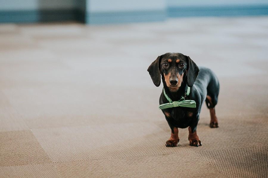 Perros bodas: perro salchicha con pajarita verde