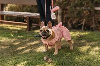 Perros boda: bulldog luciendo un vestido rosa con flores