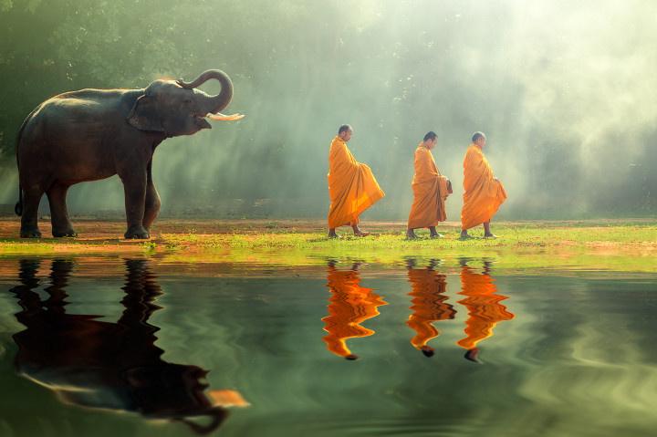 Luna de miel Tailandia: Elephant Nature Park