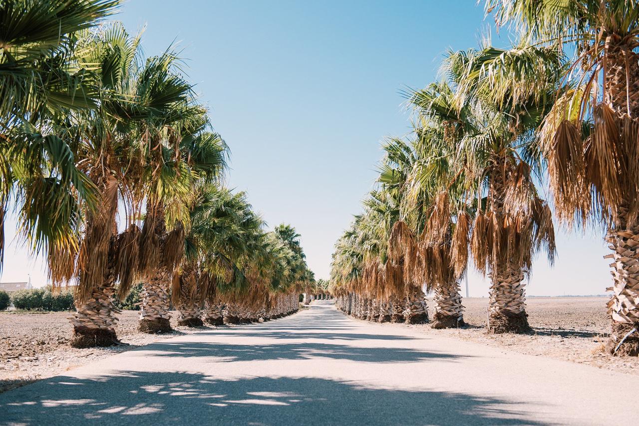 palmeras a lado y lado de una carretera en un día soleado