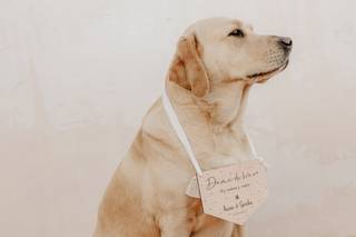 Perros en boda: labrador con un cartel de madera al cuello