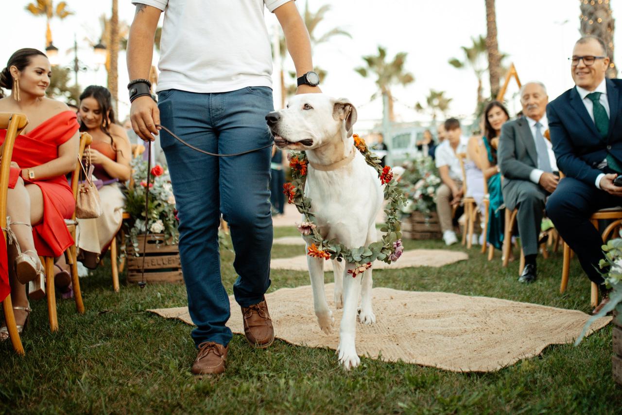 Perros en boda: cuidador de perros o pet sitter acompañando a un perro con corona de flores hasta el altar