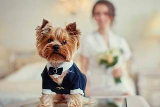 Perros boda: caniche con traje perro boda