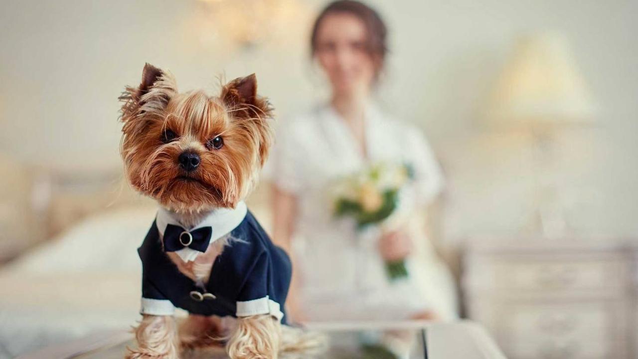 Perros boda: caniche con traje perro boda