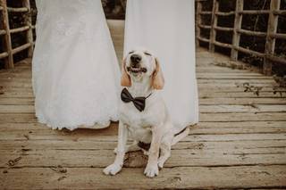 Perro sonriente con pajarita sentado sobre un suelo de madera en un exterior delante de dos mujeres con vestidos largos de color blanco