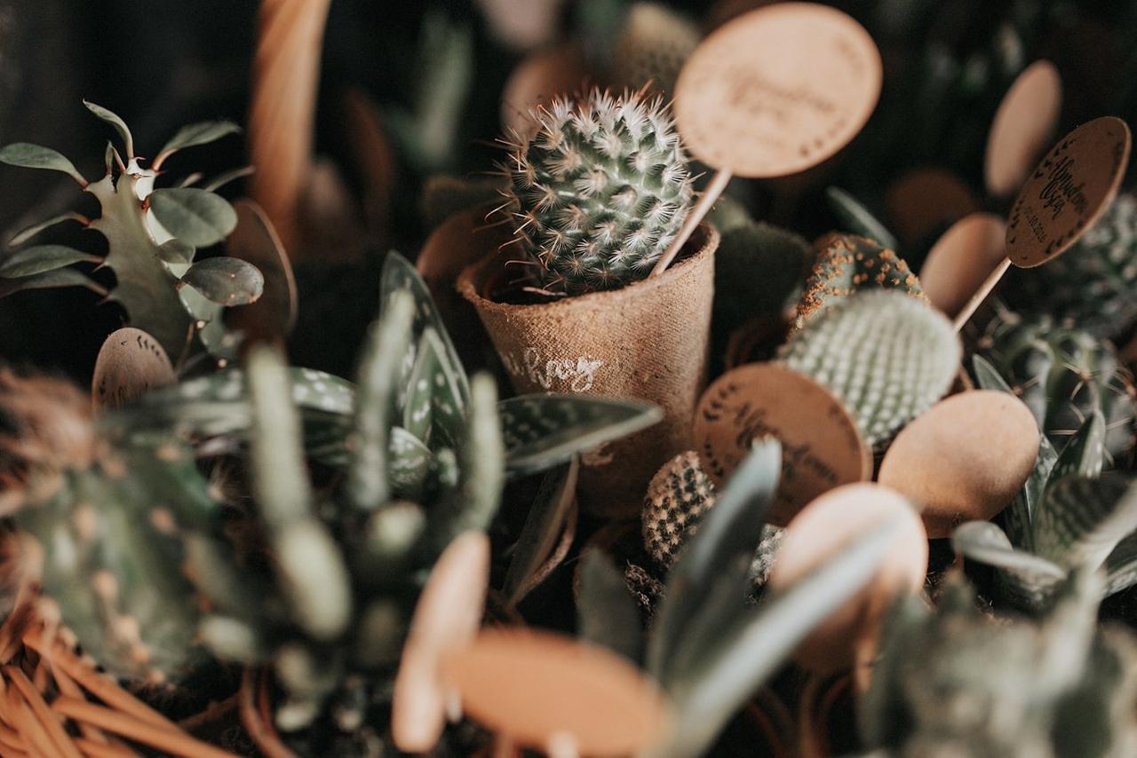 Regalo para invitados de boda: mini cactus