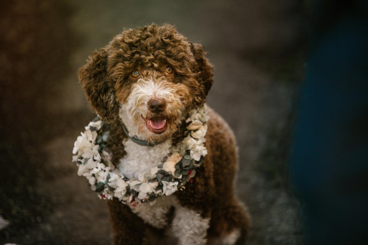 Perros boda: primer plano de un perro marrón, de pelo rizado, con corona de flores al cuello