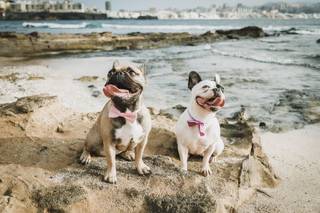 Perros boda: dos bulldog con pajarita rosa posan en un exterior junto al mar