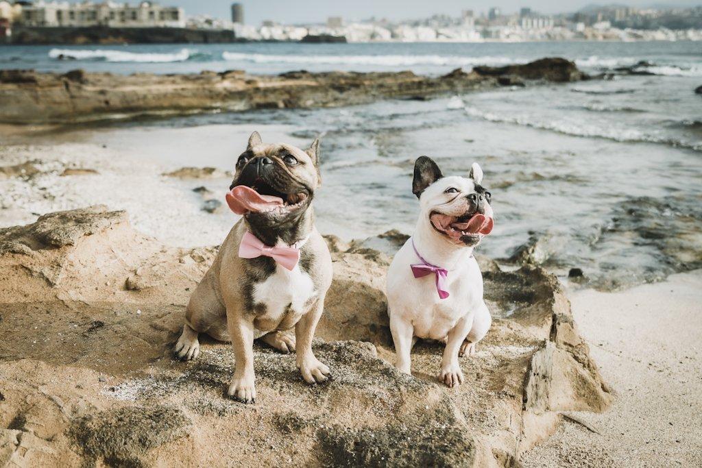 Perros boda: dos bulldog con pajarita rosa posan en un exterior junto al mar