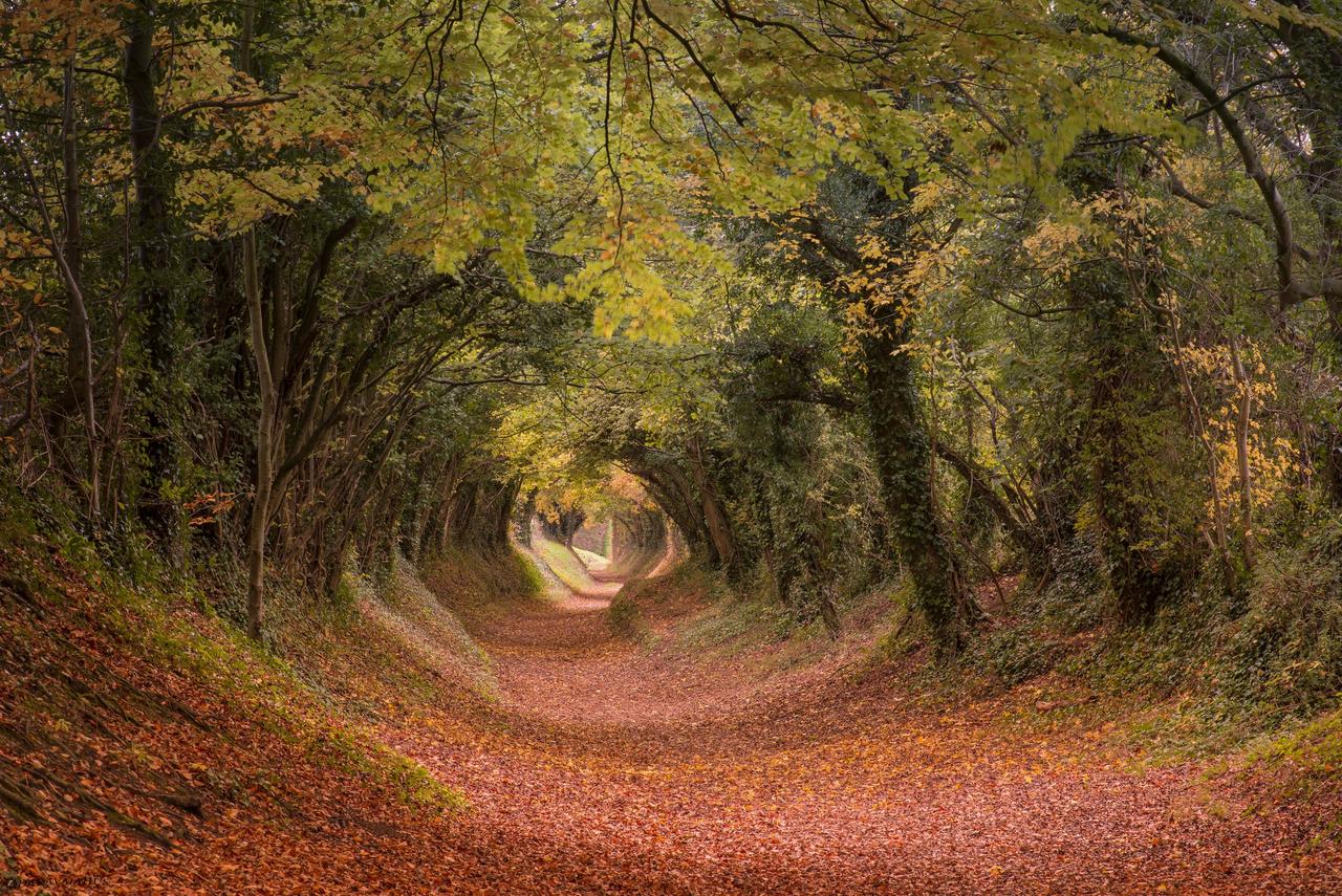 Bosque del Sur de Inglaterra