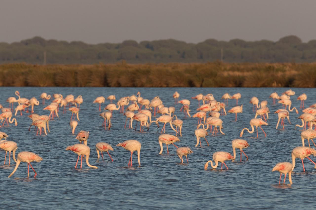 Pelícanos en el Parque Nacional y Natural de Doñana, en Andalucía