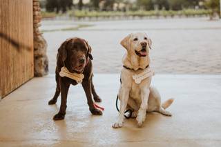 Perros en bodas: dos perros con cartel al cuello con forma de hueso