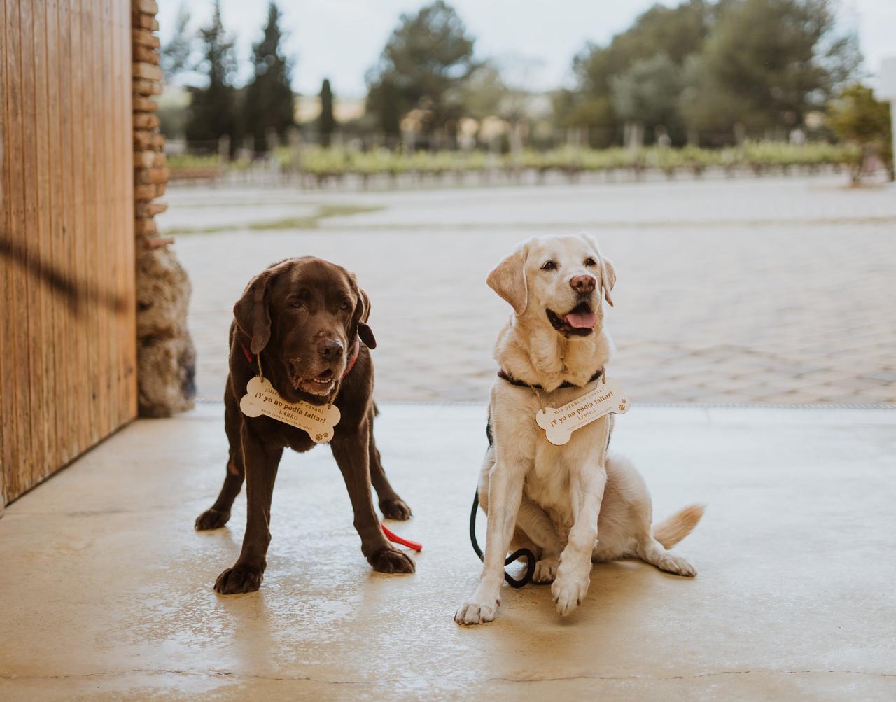 Perros en bodas: dos perros con cartel al cuello con forma de hueso