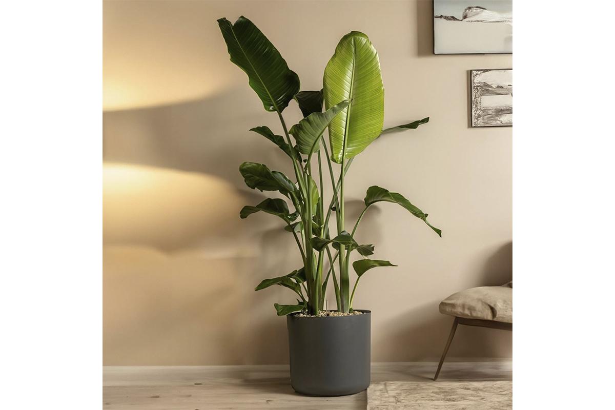 Regalos Bodas de Oro: rincón de un salón con una Strelitzia Nicolai en un macetero de gran tamaño
