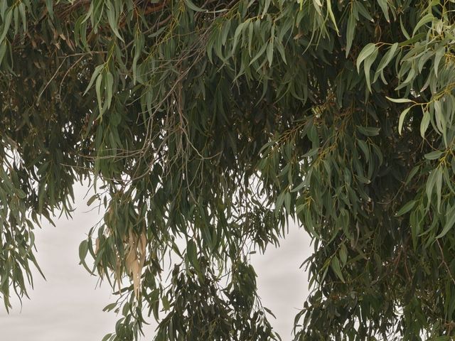 La boda de Juan Pedro y Vanesa en Chiclana De La Frontera, Cádiz 8