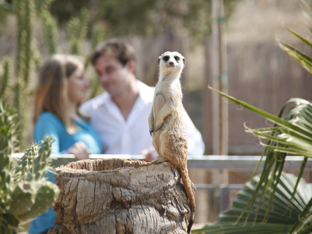 La boda de Guilermo y Elena en Murcia, Murcia 5