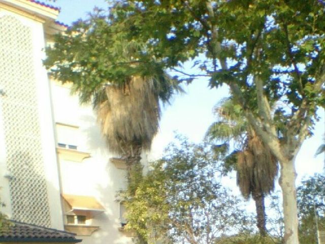 La boda de Críspulo y Alejandra en Torremolinos, Málaga 17