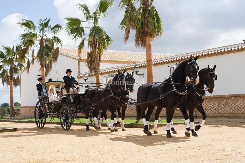 Carruajes Lisardo