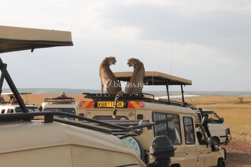 Masikio Safaris