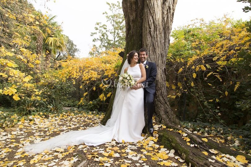 Oliva bodas