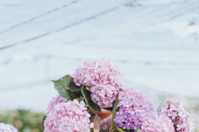 Hortensias de Galicia