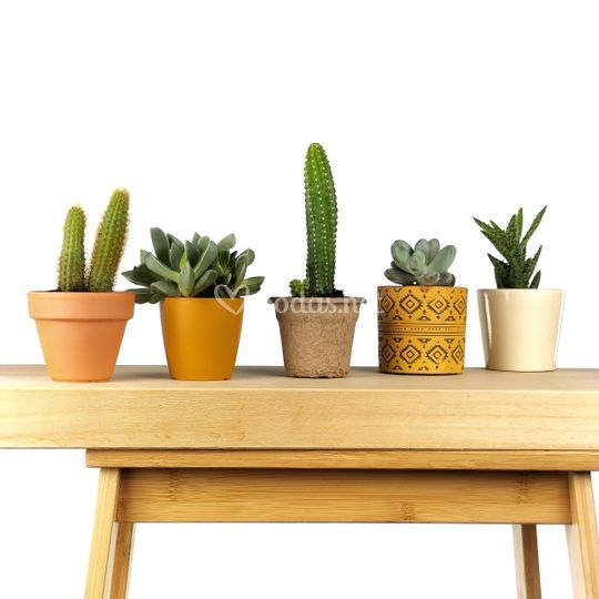 GermiGarden