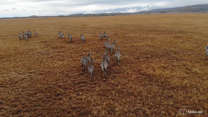 Safari - África