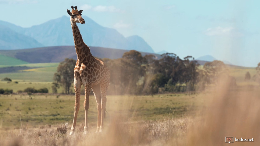 Safari, una experiencia de lo más emocionante